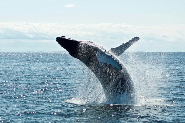 Où observer les baleines à bosse le long de la côte est de l'Australie : périodes et lieux ?